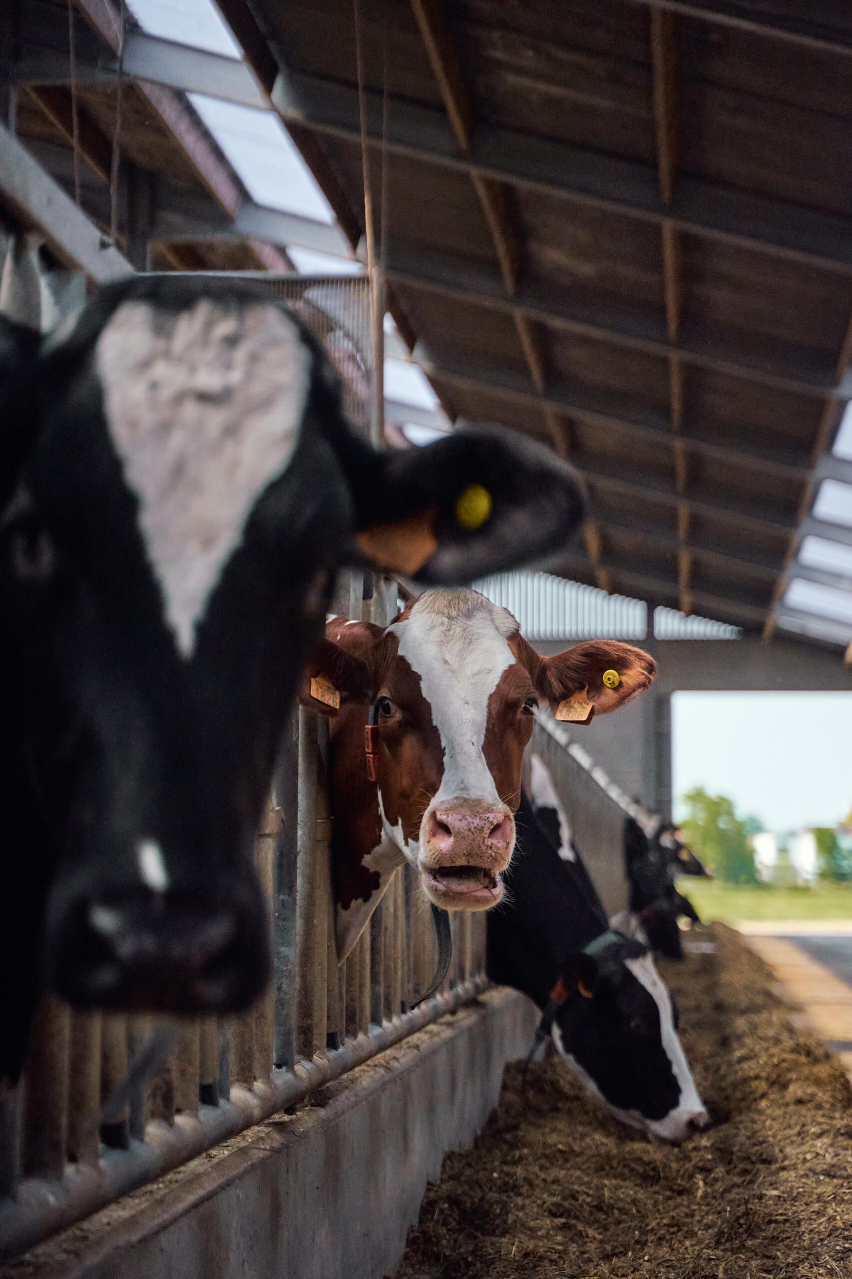 A herd of cows feeding in a barn, showcasing agricultural livestock management.