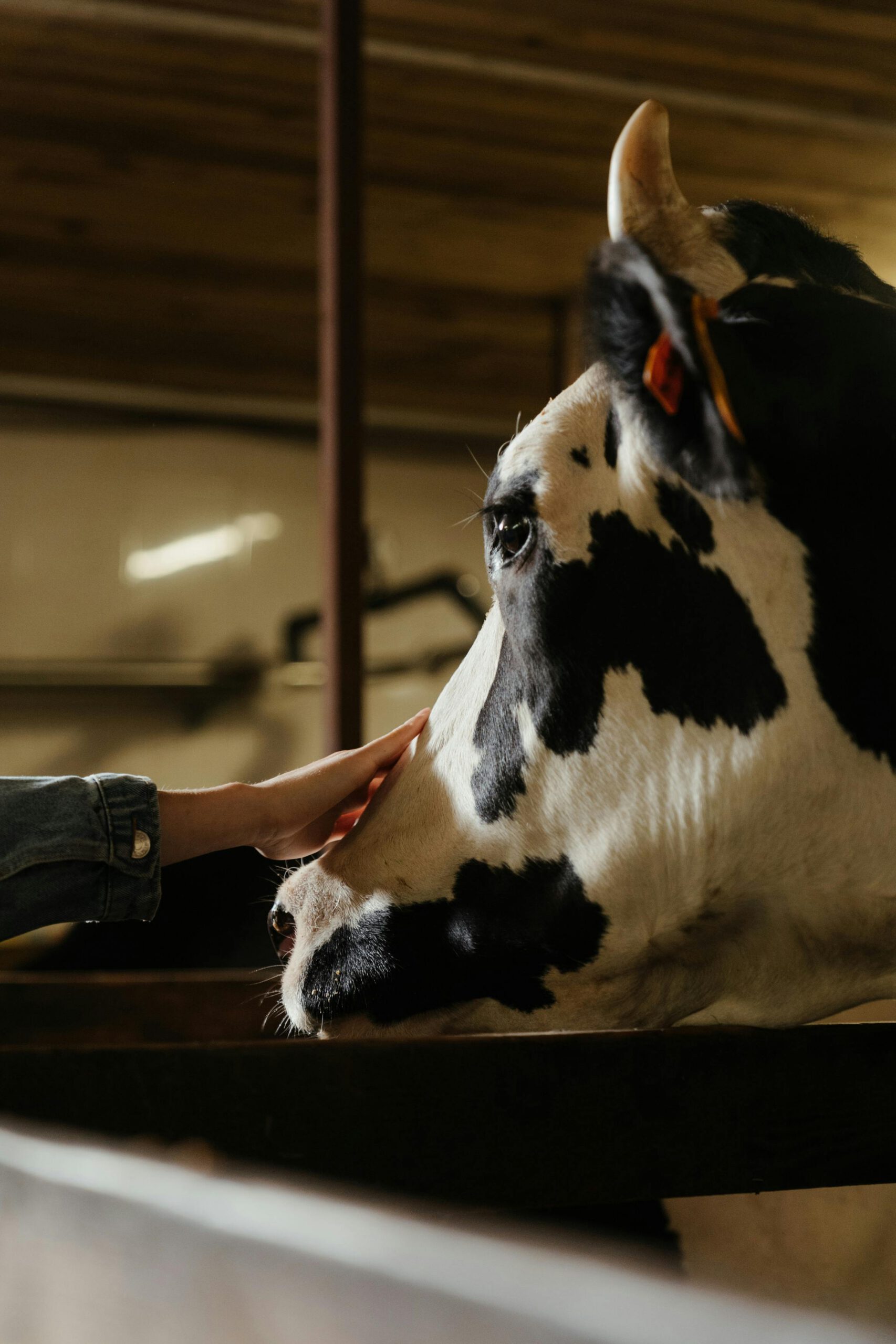 A Holstein cow is being gently petted by a person in a barn, evoking warmth and connection.