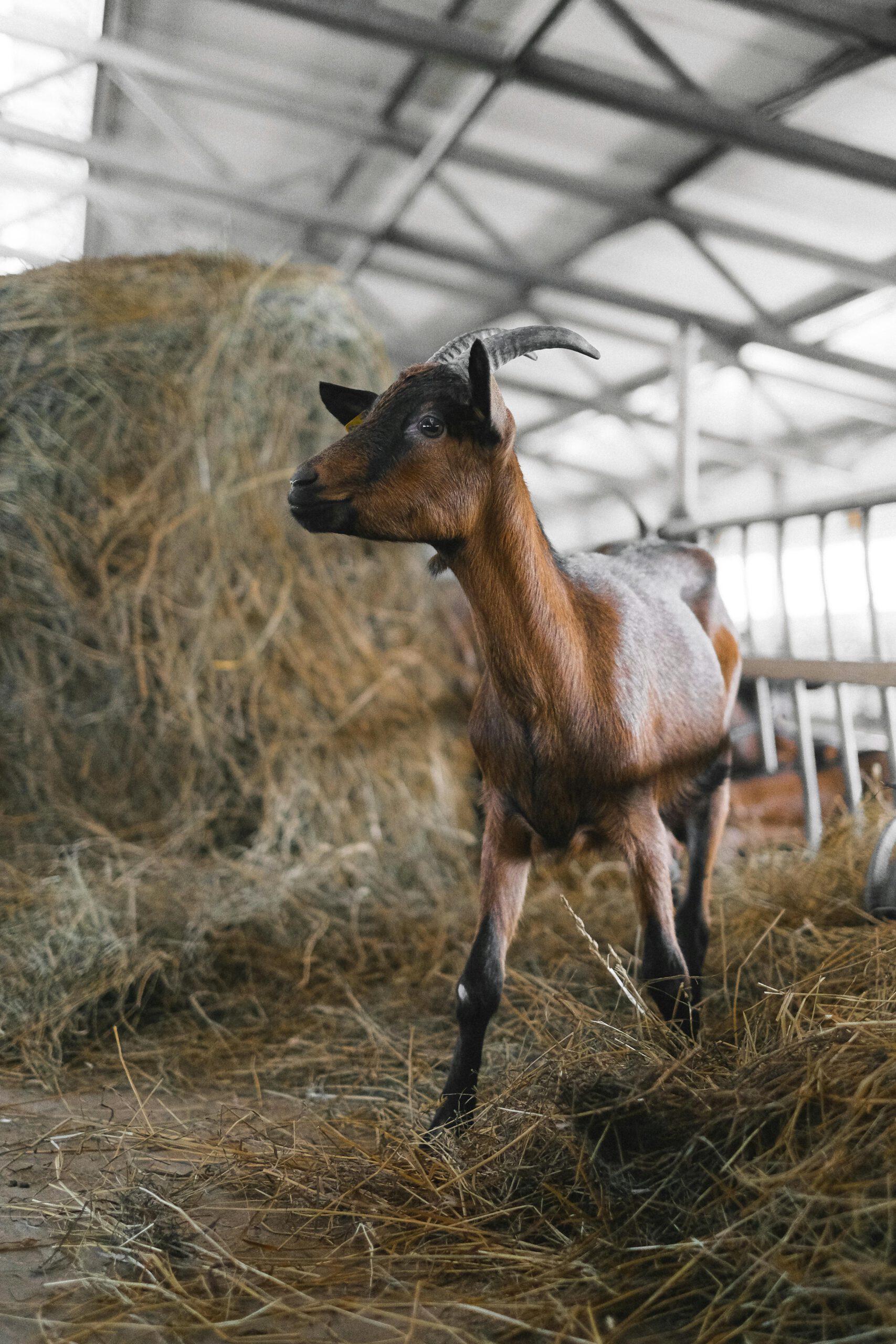 A brown goat stands alert in a barn surrounded by hay bales, showcasing rural farm life.